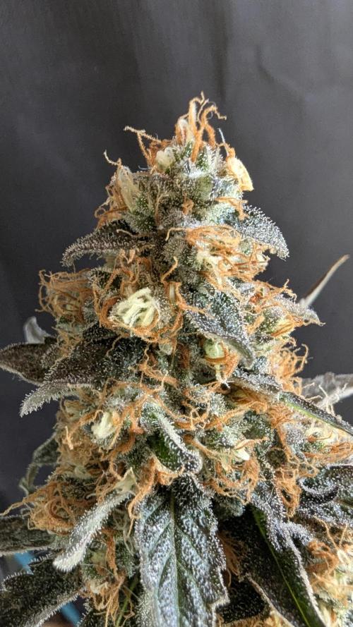 LemonZ. Week 15