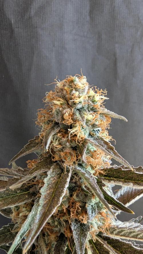 LemonZ. Week 15