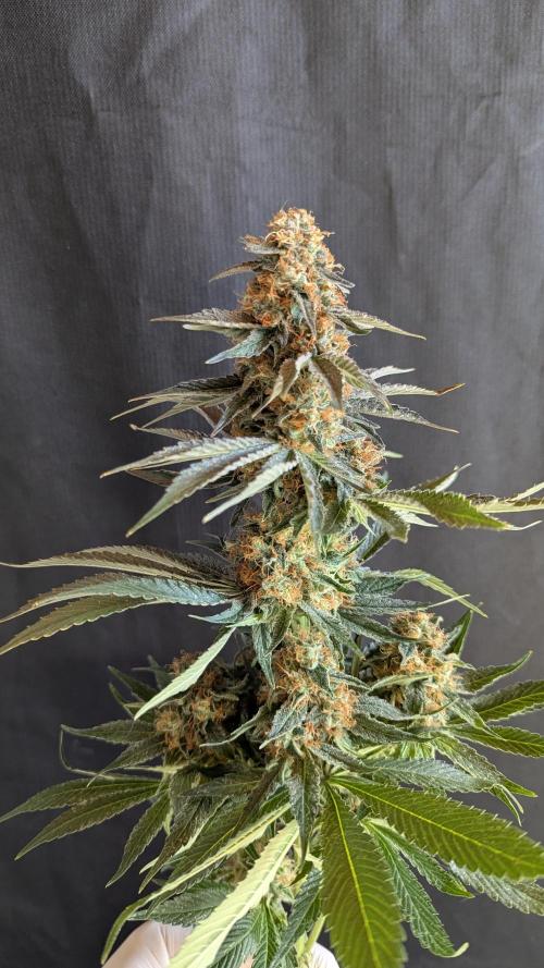 LemonZ. Week 15