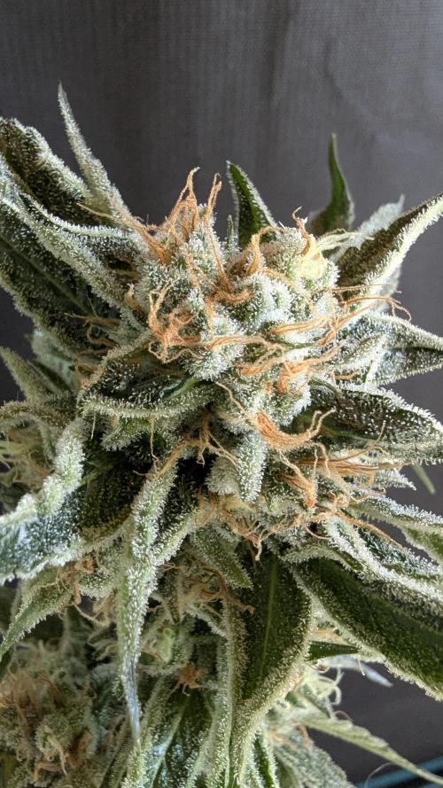 LemonZ. Week 15