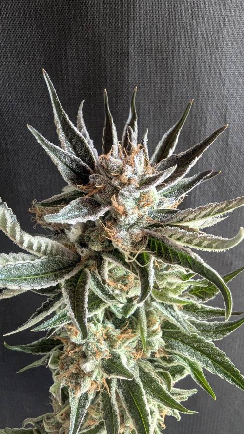 LemonZ. Week 15