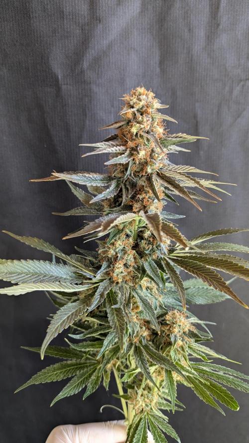 LemonZ. Week 15