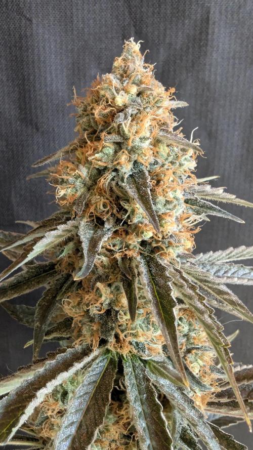 LemonZ. Week 15
