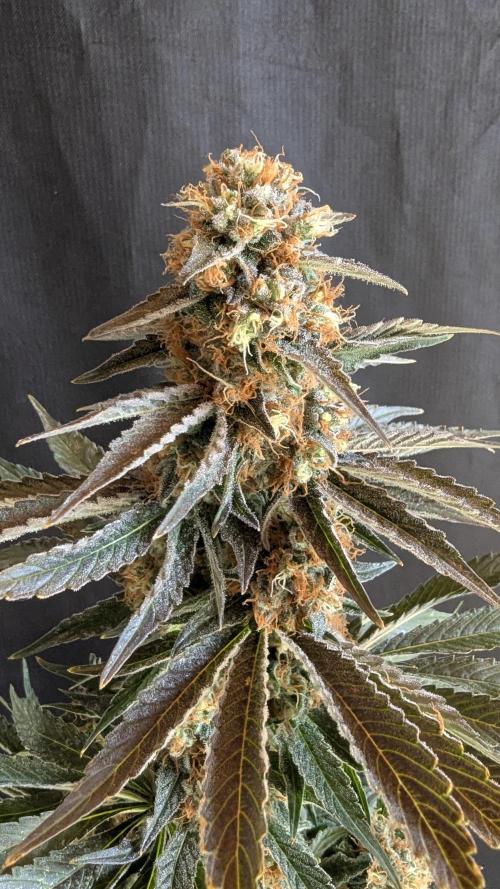 LemonZ. Week 15