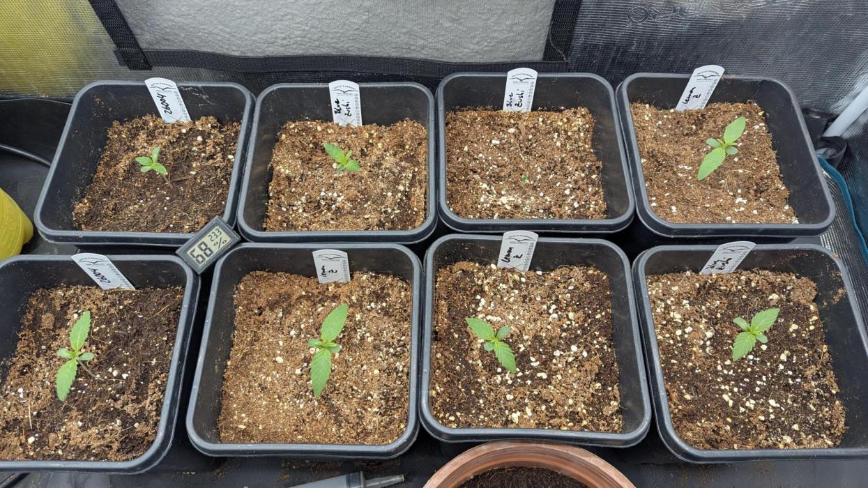 Blue Zushi. Week 1