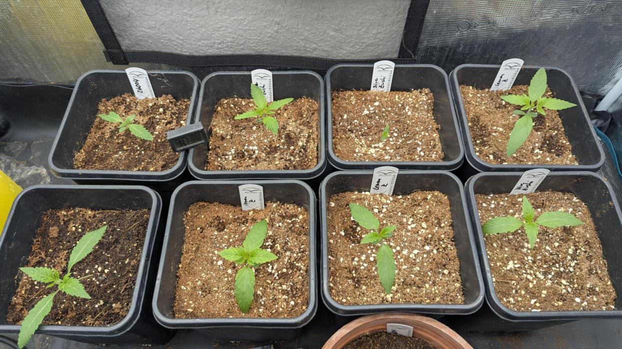 Blue Zushi. Week 2