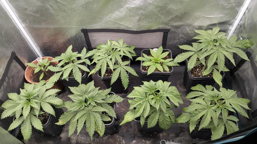 Blue Zushi. Week 4