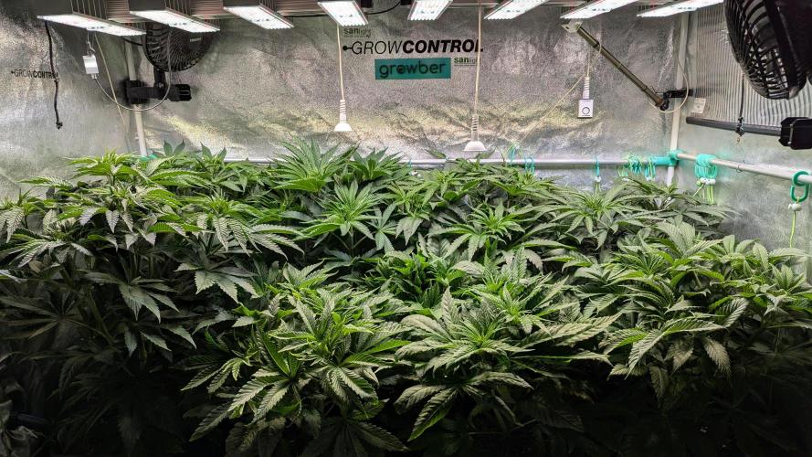 Blue Zushi. Week 6