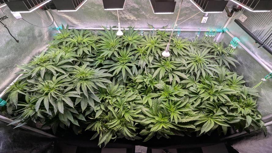 Blue Zushi. Week 6