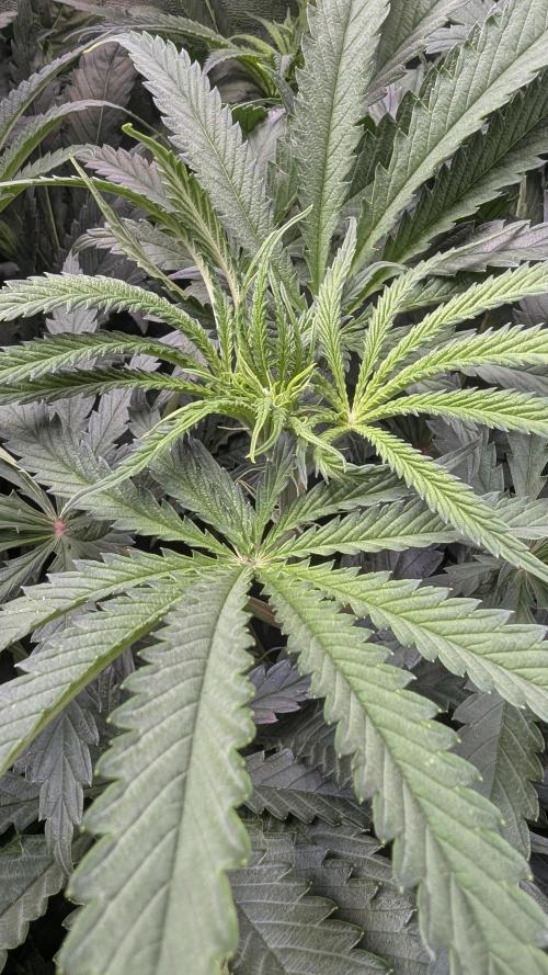 Blue Zushi. Week 7