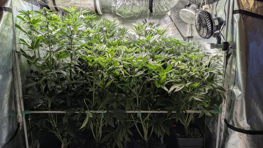 Blue Zushi. Week 8