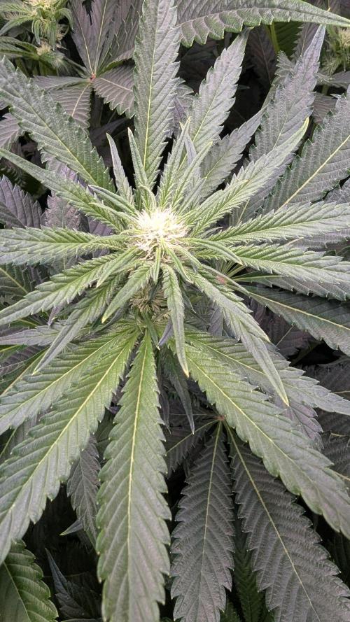 Blue Zushi. Week 8