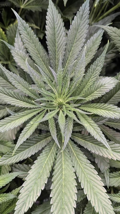Blue Zushi. Week 8