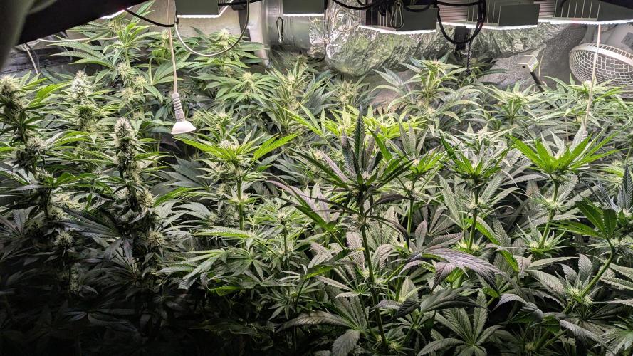Blue Zushi. Week 9