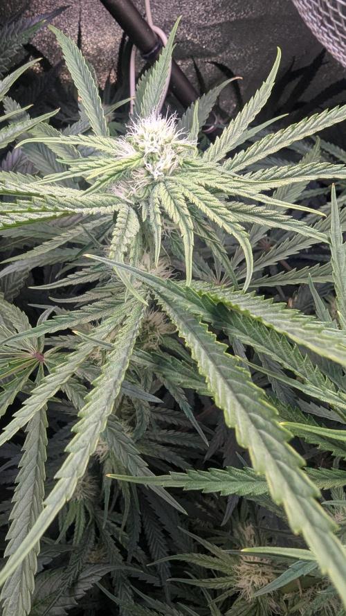 Blue Zushi. Week 9