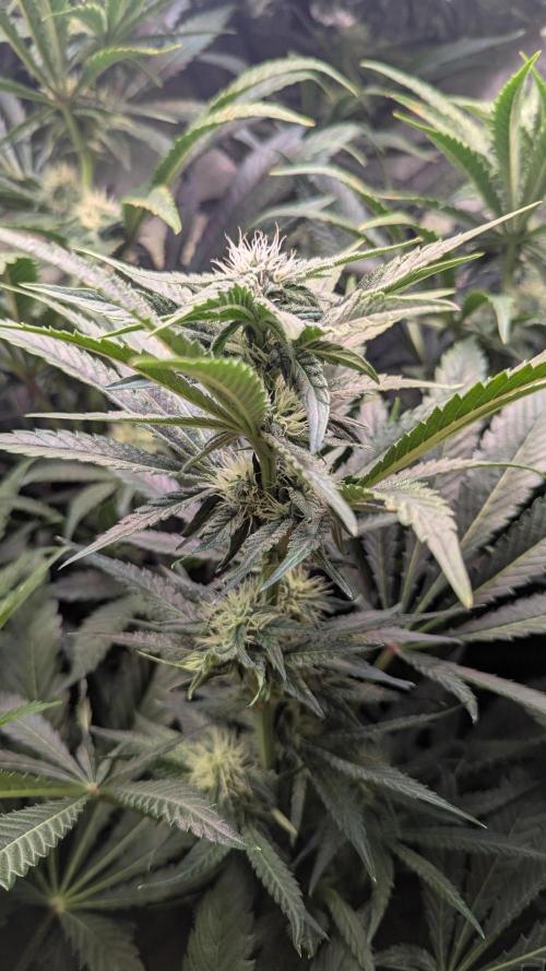 Blue Zushi. Week 9