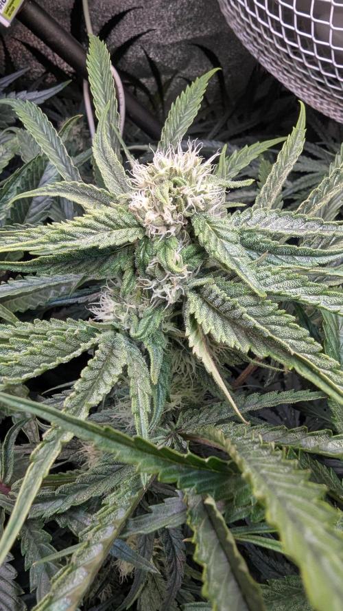 Blue Zushi. Week 10