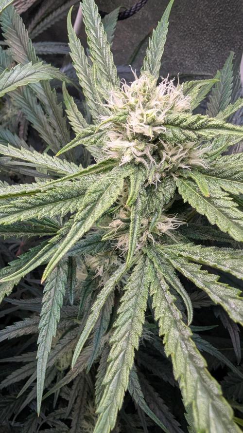 Blue Zushi. Week 10