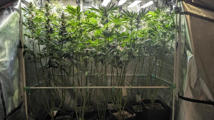 Blue Zushi. Week 11