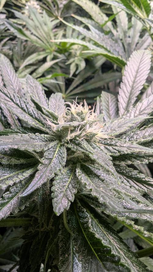 Blue Zushi. Week 11