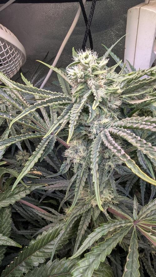 Blue Zushi. Week 11
