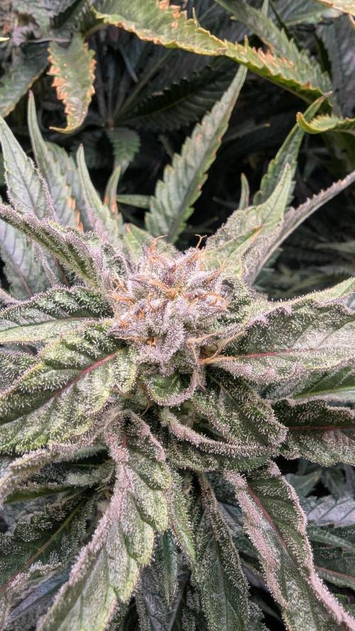 Blue Zushi. Week 11