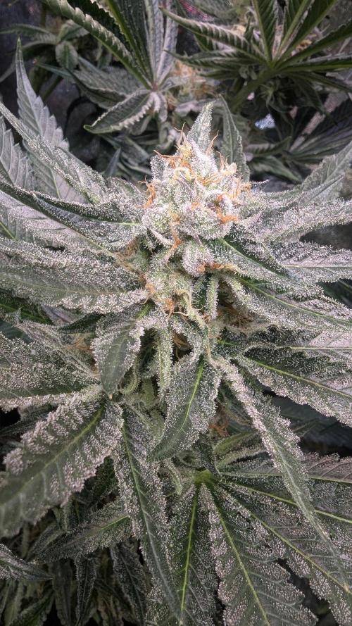 Blue Zushi. Week 12