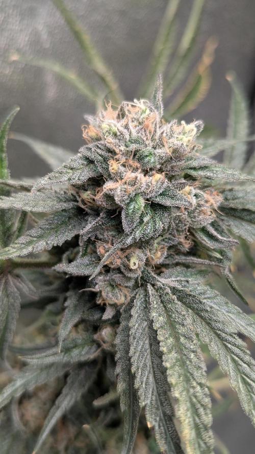 Blue Zushi. Week 14