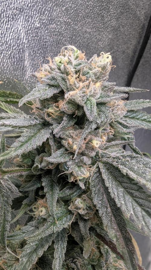 Blue Zushi. Week 14