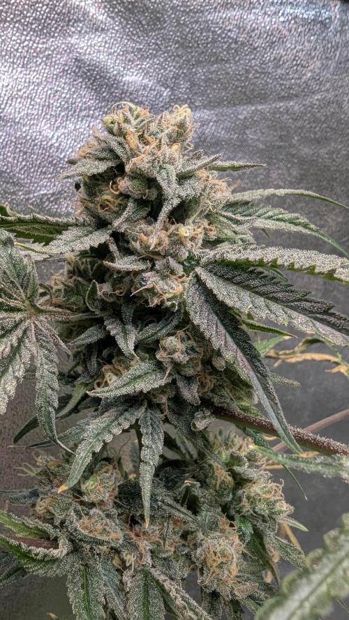 Blue Zushi. Week 14