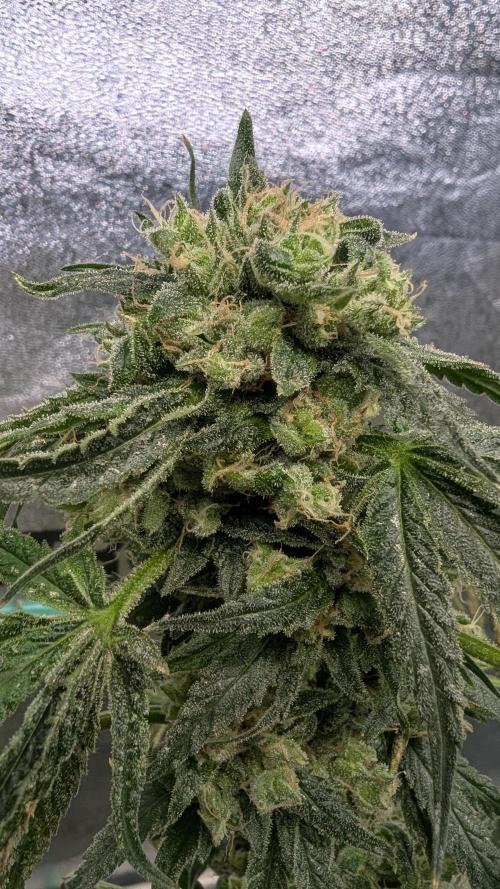 Blue Zushi. Week 14