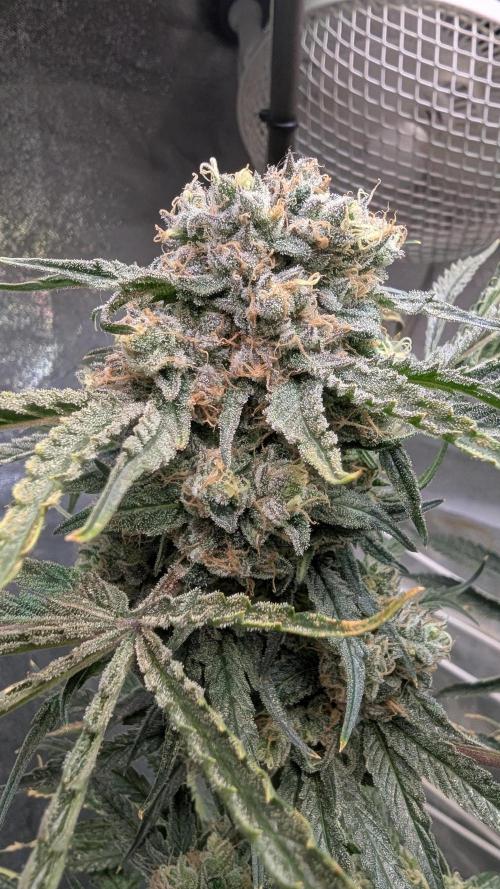 Blue Zushi. Week 14