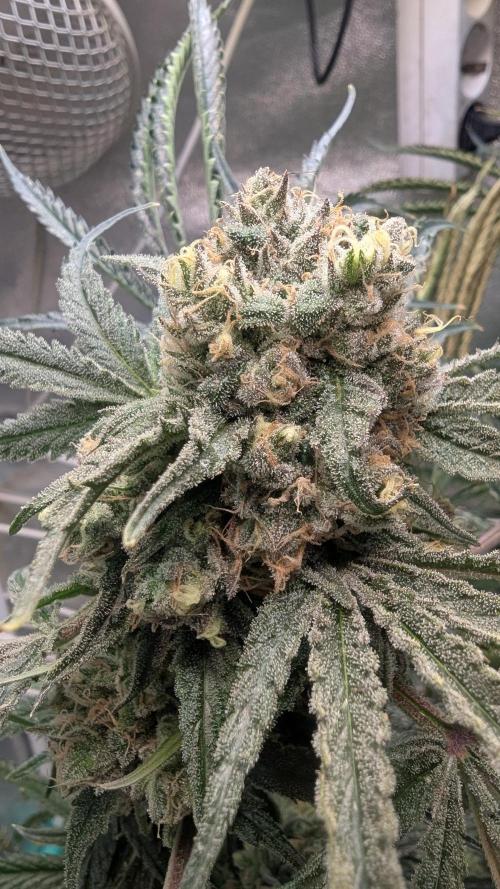 Blue Zushi. Week 14