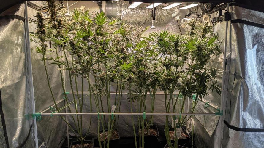 Blue Zushi. Week 14