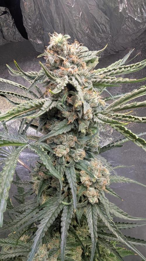 Blue Zushi. Week 14