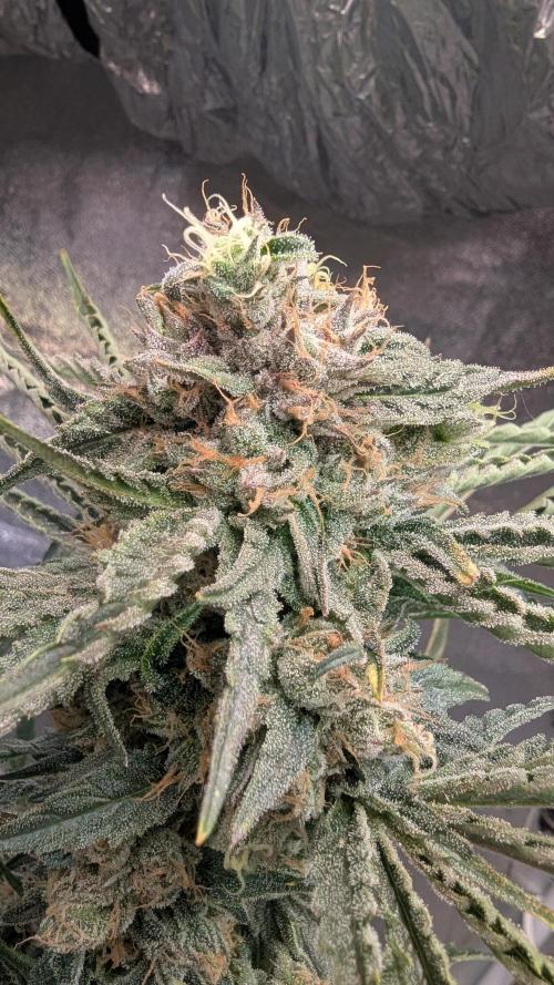 Blue Zushi. Week 14