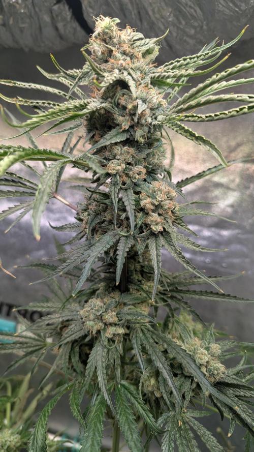 Blue Zushi. Week 14