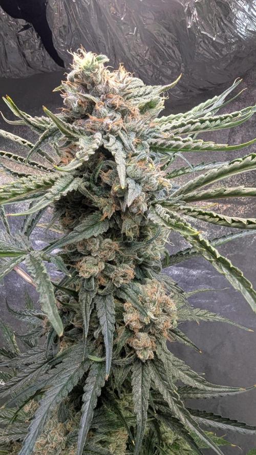 Blue Zushi. Week 14