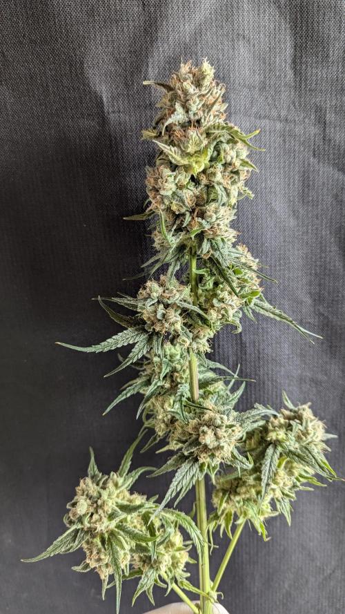 Blue Zushi. Week 14