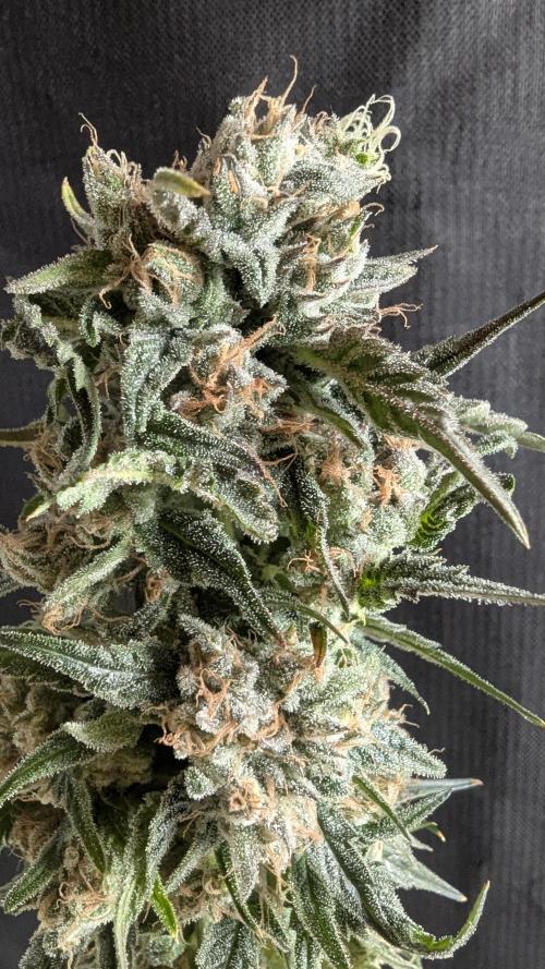 Blue Zushi. Week 14