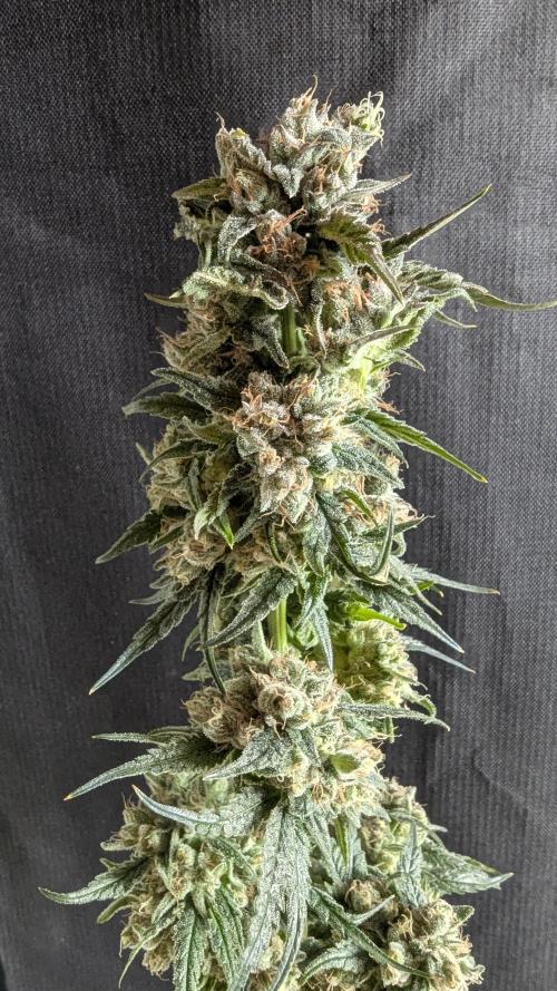 Blue Zushi. Week 14