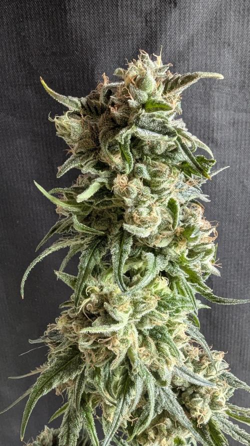 Blue Zushi. Week 14