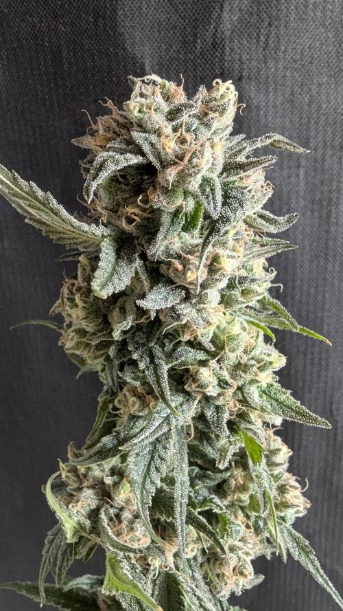 Blue Zushi. Week 14