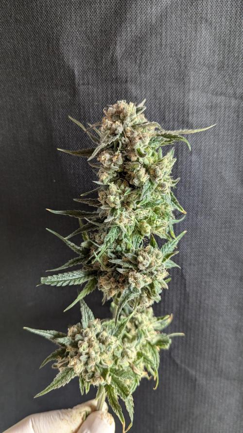 Blue Zushi. Week 14