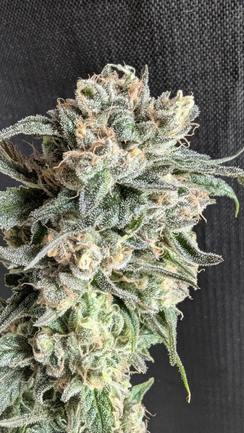 Blue Zushi. Week 14