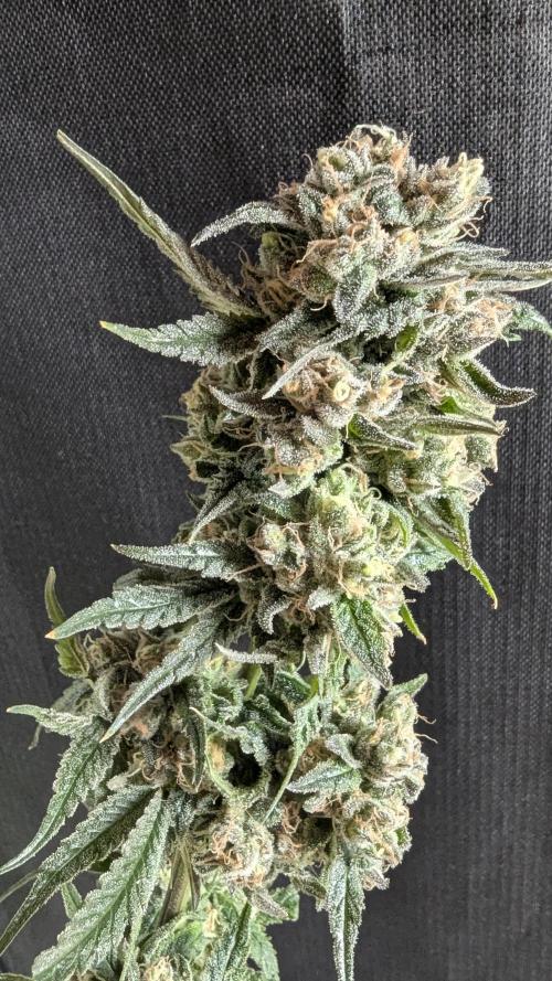 Blue Zushi. Week 14