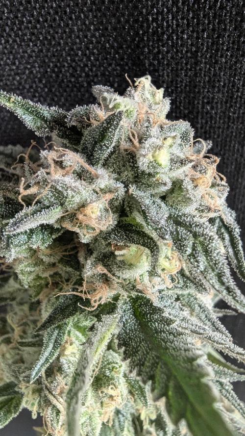 Blue Zushi. Week 14