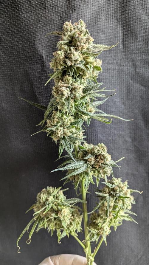 Blue Zushi. Week 14