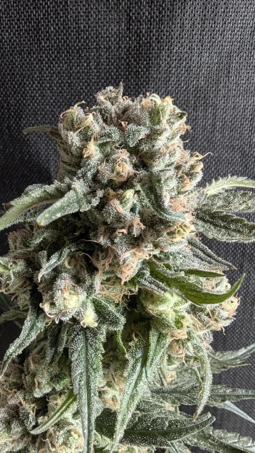 Blue Zushi. Week 14