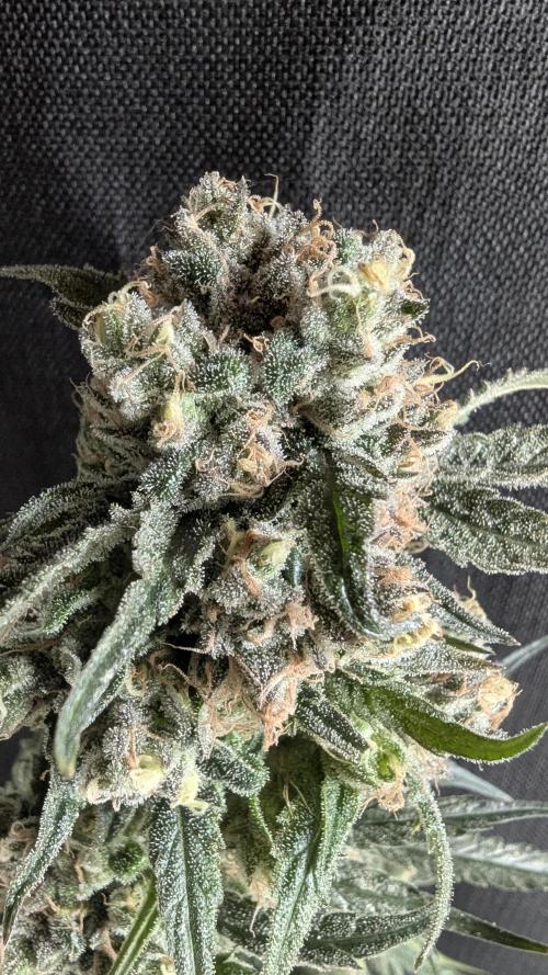 Blue Zushi. Week 14